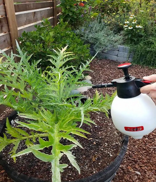 Spray neem oil on plants