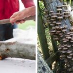 Start-Your-Own-Mushroom-Garden-5-Simple-Ways