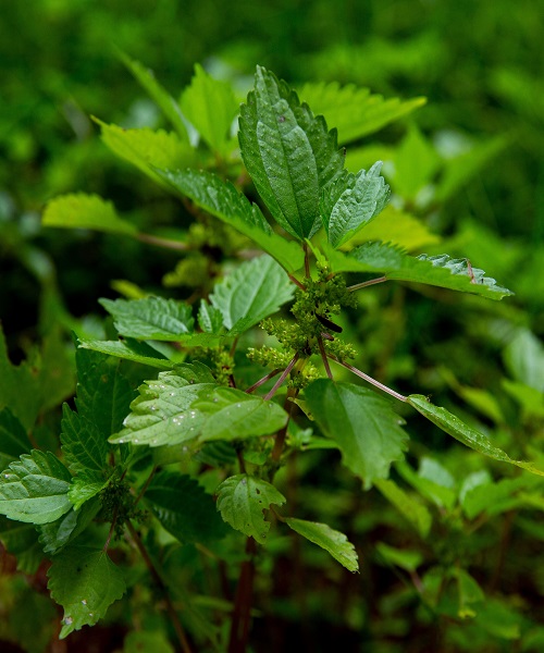 Stinging nettle