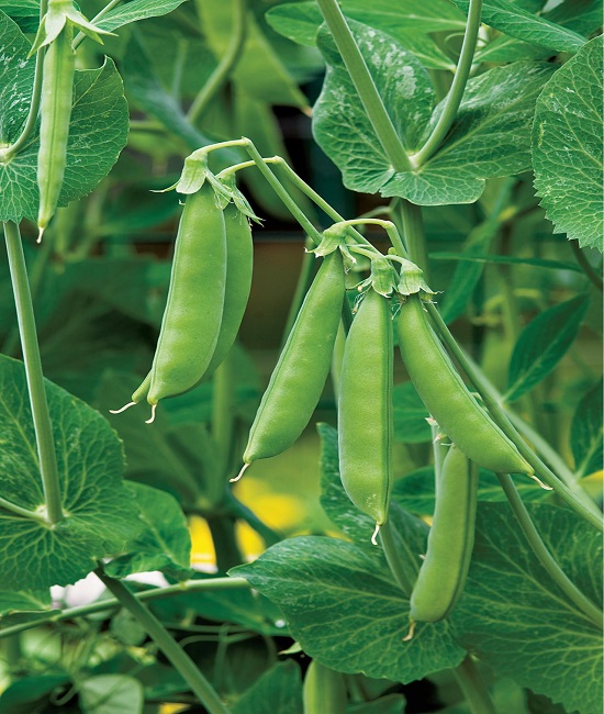 Sugar-Snap-Snow-Peas