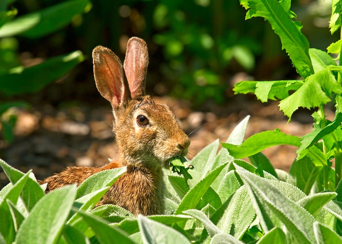 The 14 Best Repellent Plants for Keeping Rabbits Out of Your Yard