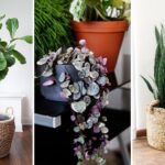 The-15-plants-to-complete-the-70s-look-in-your-home