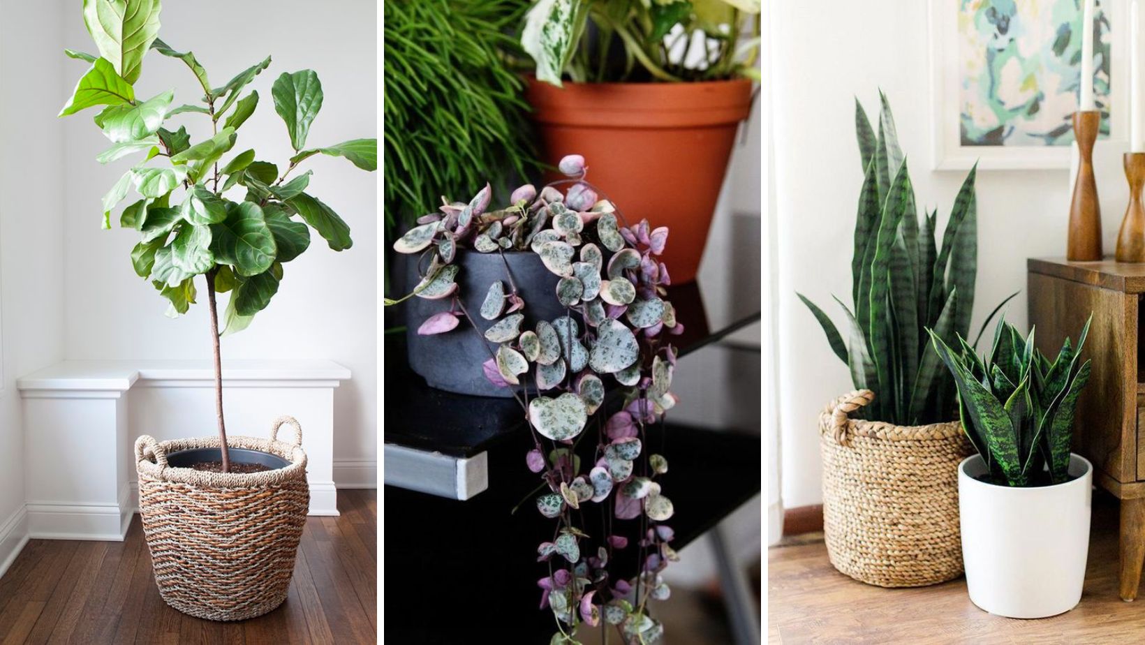 The-15-plants-to-complete-the-70s-look-in-your-home