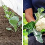 The 7 Secrets to Growing the Biggest, Healthiest Heads of Cauliflower