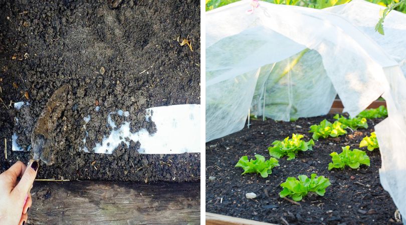 The Best Way to Grow Lettuce for Repeat Harvests