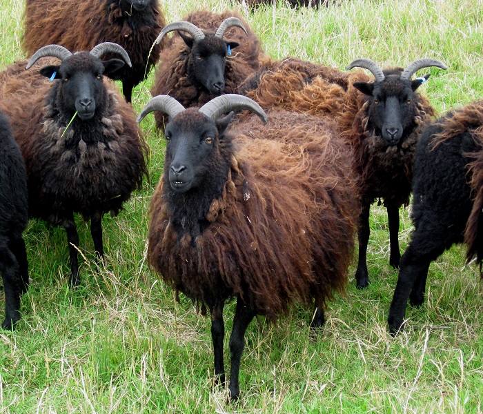 The Hebridean sheep