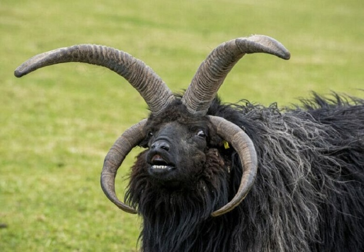 The Hebridean sheep