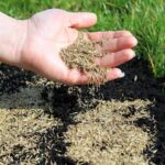 The Secret to Growing Thick Grass Seed! – One Easy Trick!