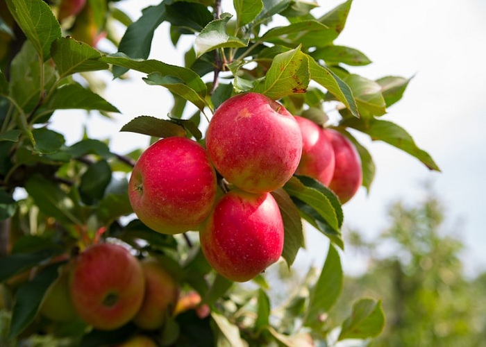 Tips for Fall Apple Tree Planting! Learn These Easy Steps, And You'll Be An Apple Crop Pro In No Time!