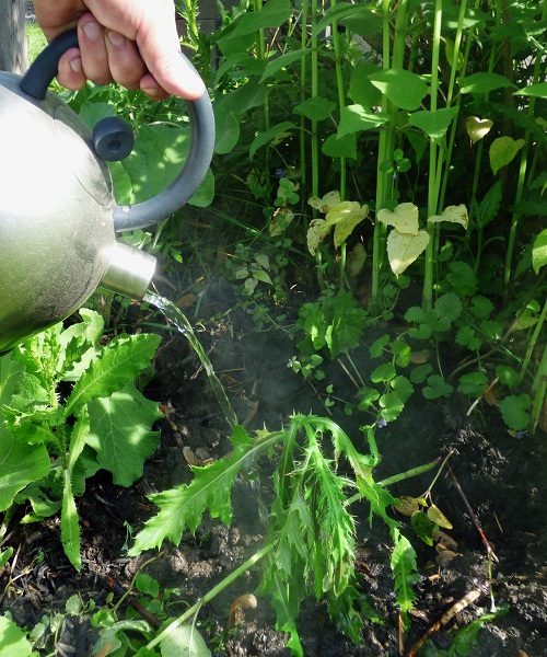 Watering plants in hot weather
