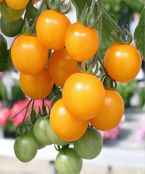 Yellow-Cherry-Tomato
