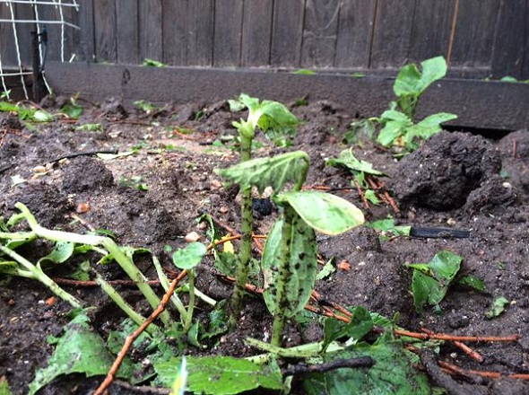 You're Ruining Your Garden by Doing These 15 Things