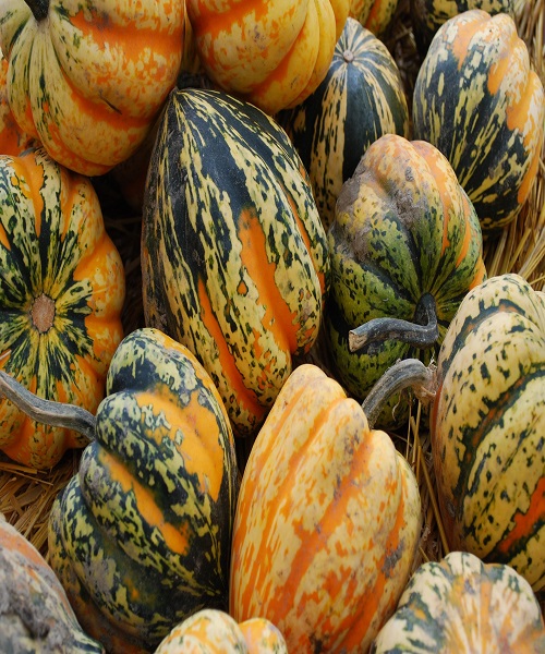 acorn squashes