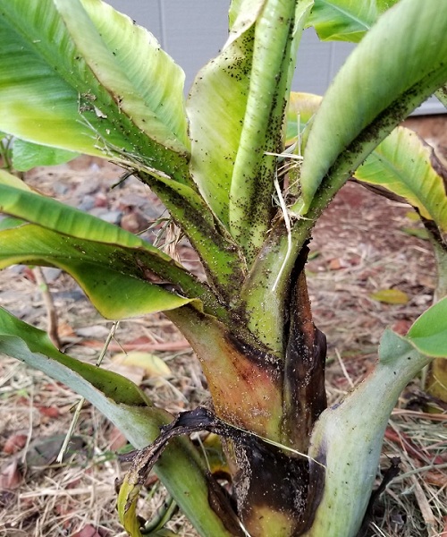 banana aphid