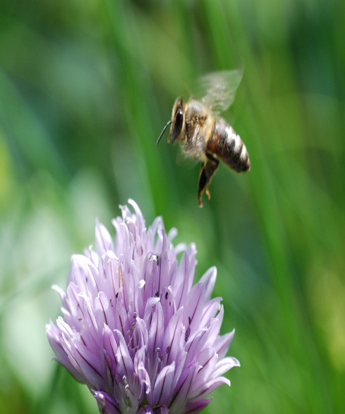 bee flying