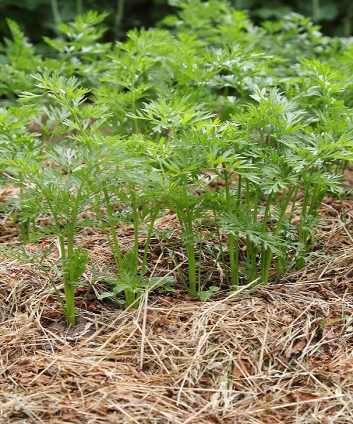 carrot-mulch