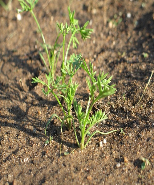 carrot-seedling