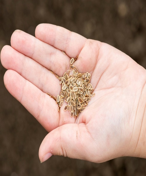 carrot-seeds