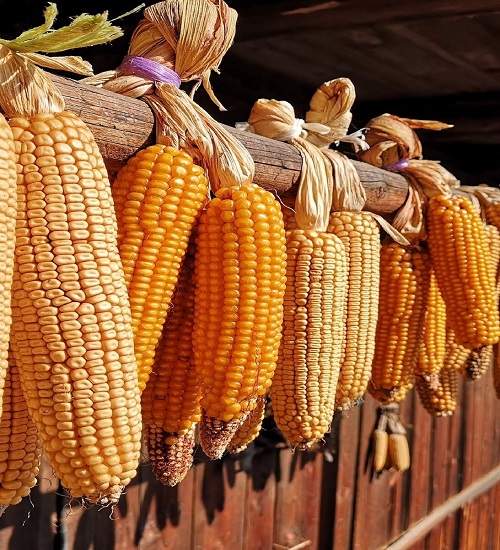 drying corn
