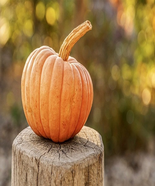 drying pumpkins