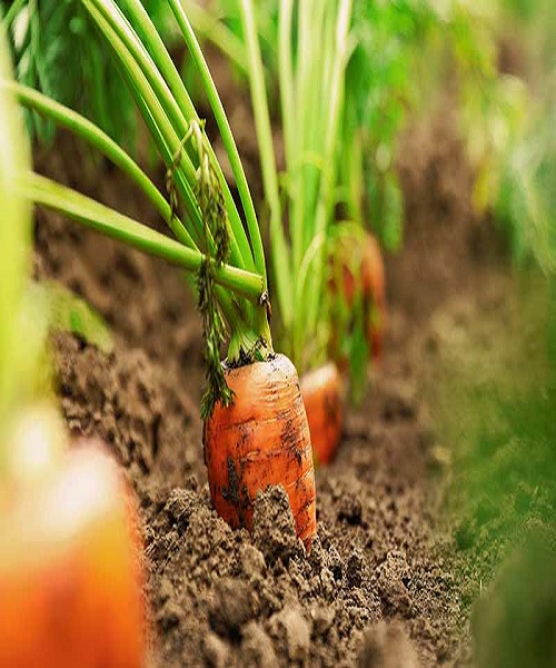 harvest-carrots