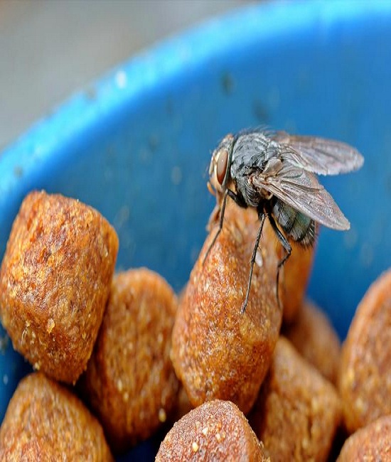 houseflies-cat-food