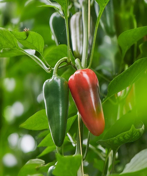 jalapeno-plant-with-red-pepper