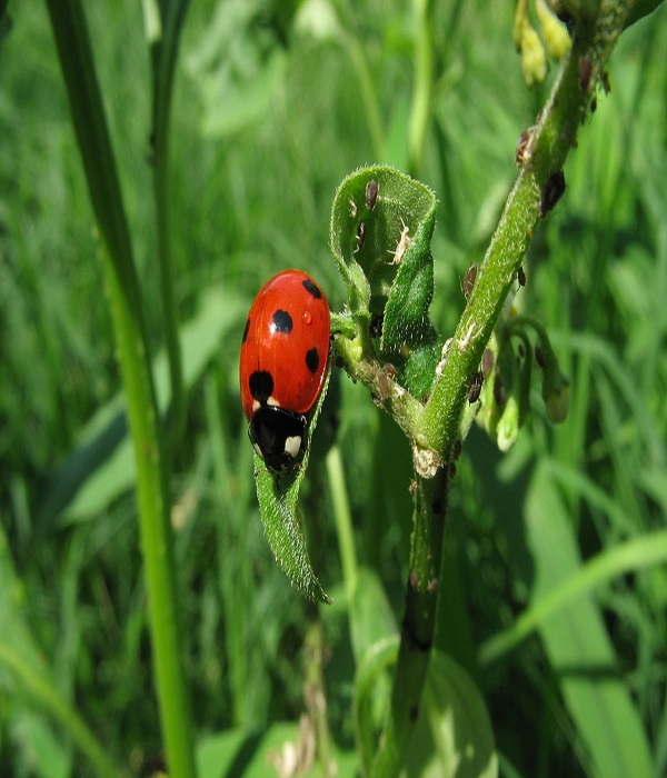 ladybugs