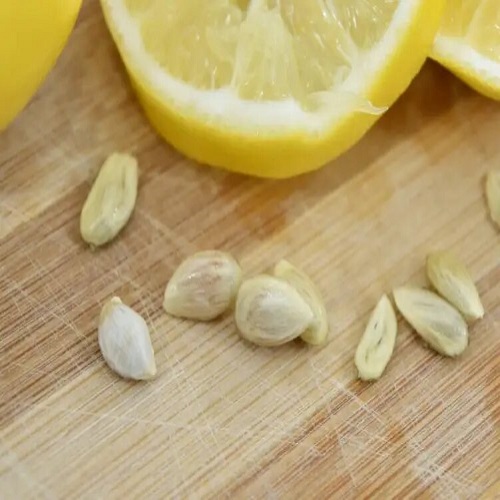 lemon seed