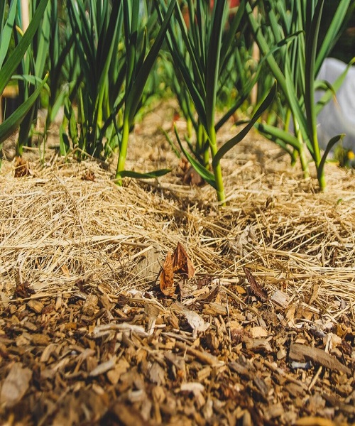 mulching-onions