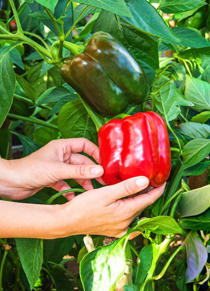 picking-peppers