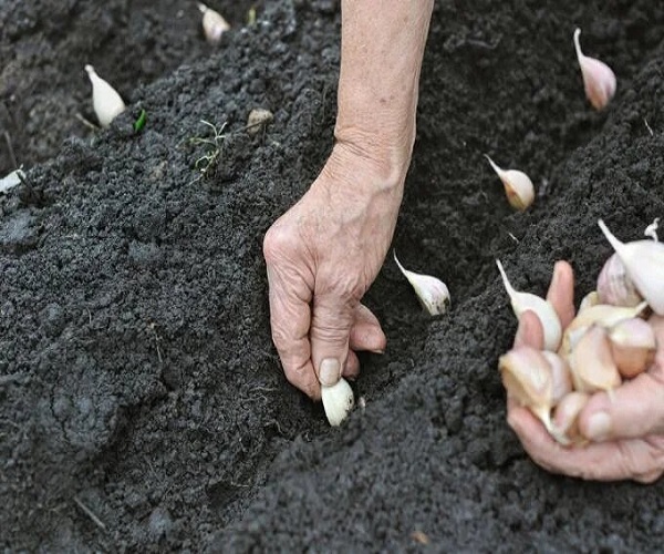 planting garlic in the fall