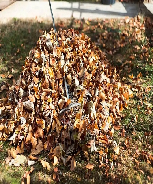 shredded-leaves