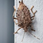 stink-bugs-in-home