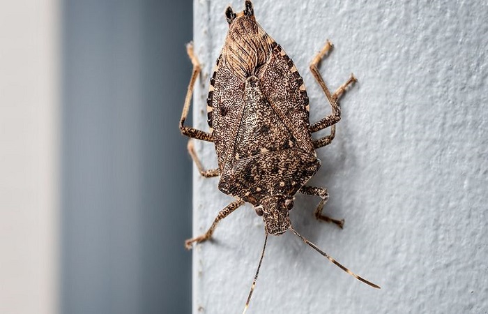 stink-bugs-in-home