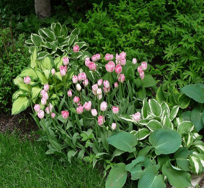 tulips and hostas springtime