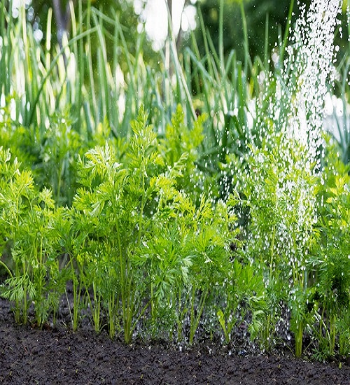 watering-carrots