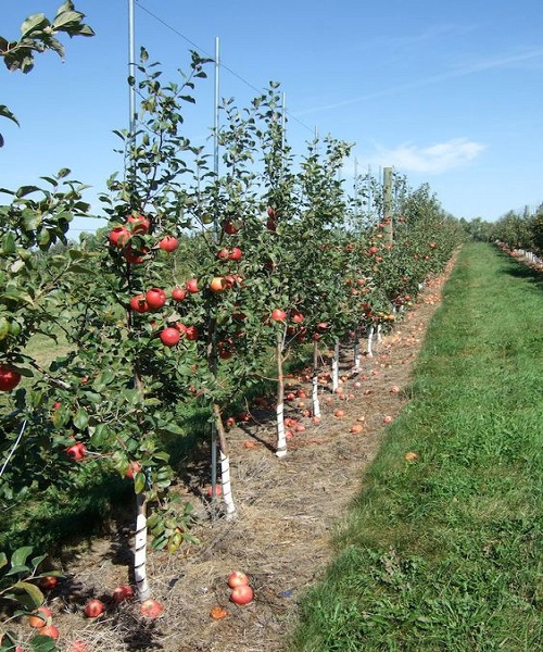 young-apple-tree-producing