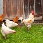 10 Mistakes Every Chicken Keeper Must Never Make