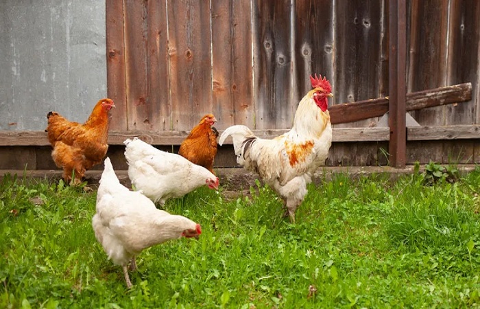 10 Mistakes Every Chicken Keeper Must Never Make