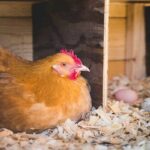 10 Things No One Tells You about Chicken Raising