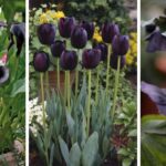 46 Dramatic Black Flowers and Plants to Make Your Garden Stand Out