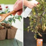 5 Clever Ways To Put Baking Soda To Use In Your Garden