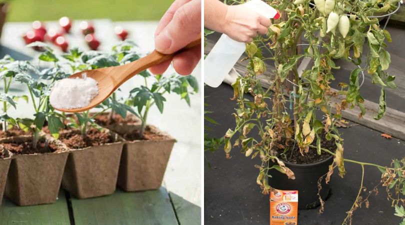5 Clever Ways To Put Baking Soda To Use In Your Garden