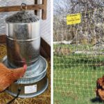 7 Gadgets Every Backyard Chicken Owner Should Have