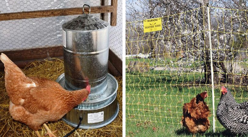 7 Gadgets Every Backyard Chicken Owner Should Have