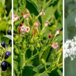 7 Most Deadly Plants That Could Be In Your Garden