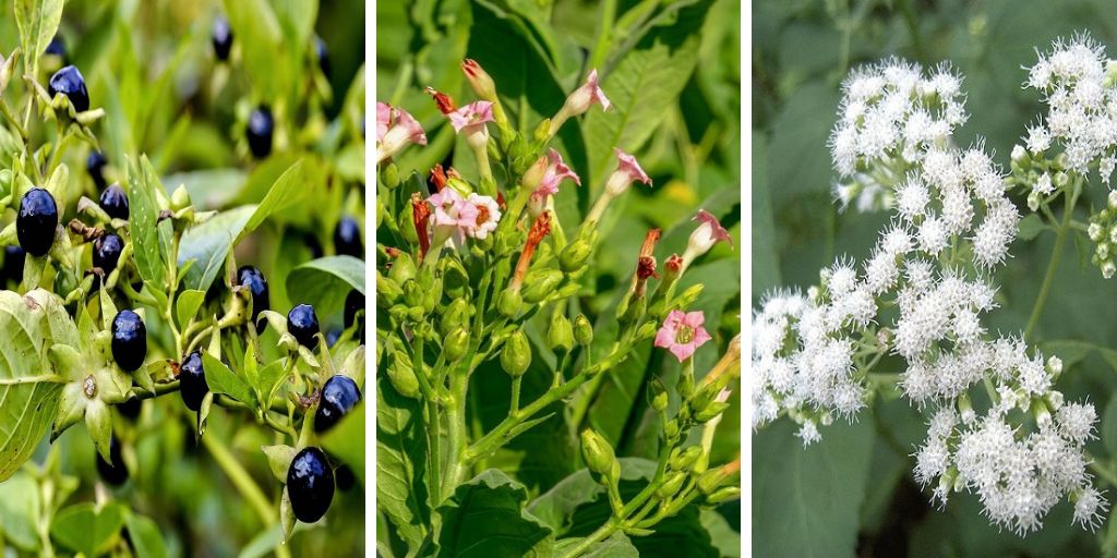 7 Most Deadly Plants That Could Be In Your Garden