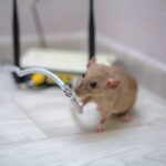 7 Signs that mice are present in the House