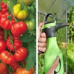 7 Simple Tips To Maximize Your Tomato Harvest